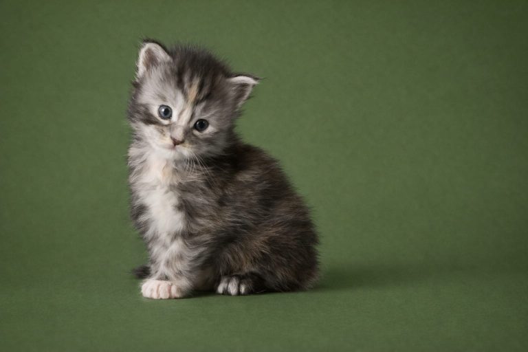 131dcc49 10c0 4fd5 82c4 c832c2926da3 1