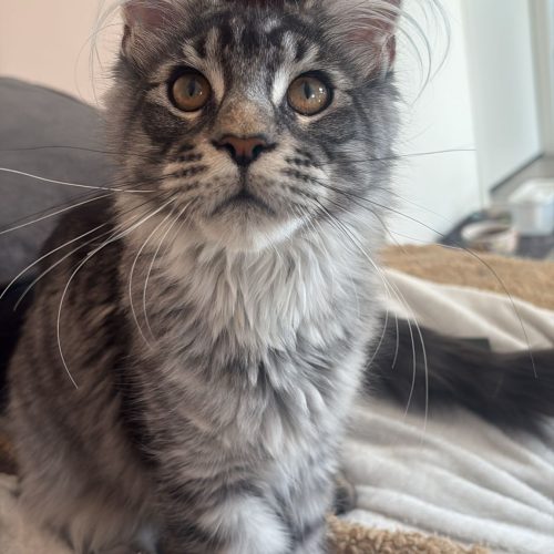 8e785811 1154 4457 a927 2b700a3f6ace