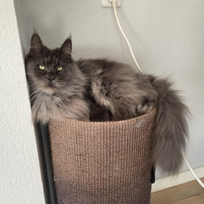 Rogue 2 20260204_102321