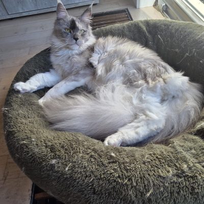 2403af76-f953-4c54-a7a7-e3173e722fe3